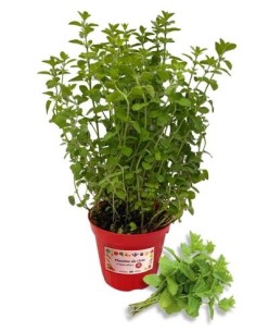 Menta Spicata Vaso diametro 14