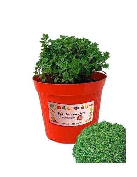 Basilico Greco Vaso diametro 14