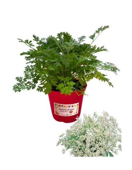 Anice Vaso diametro 14