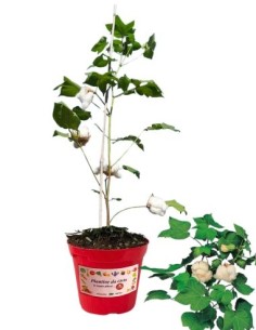 Cotone Vaso diametro 14