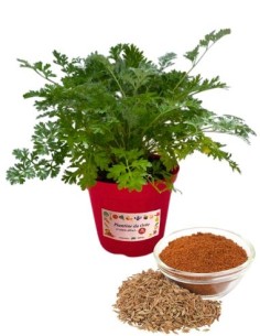 Cumino Vaso diametro 14