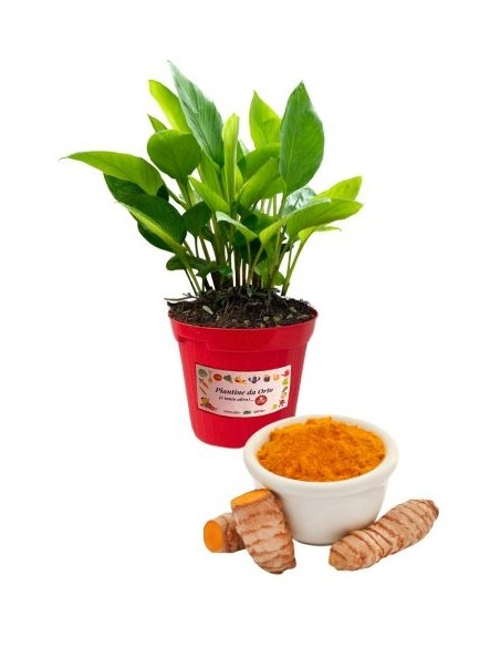 Curcuma Vaso 14