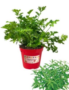 Erba Luigia Vaso diametro 14