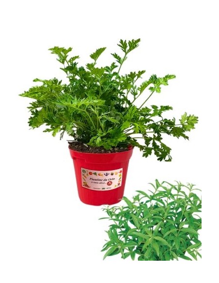 Erba Luigia Vaso diametro 14