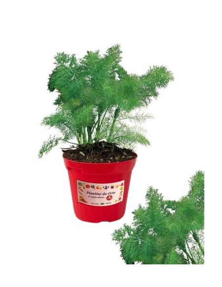 Finocchio Selvatico Vaso 14