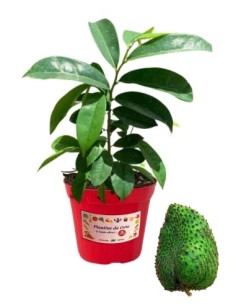 Guanabana Glas 14