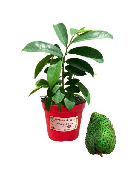 Guanabana Glas 14