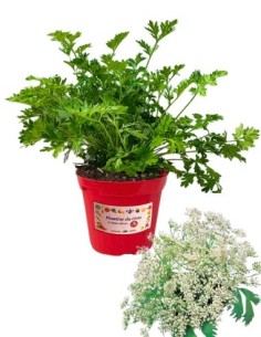 Pimpinella vaso diametro 14 