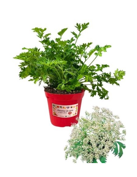 Pimpinella vaso diametro 14 