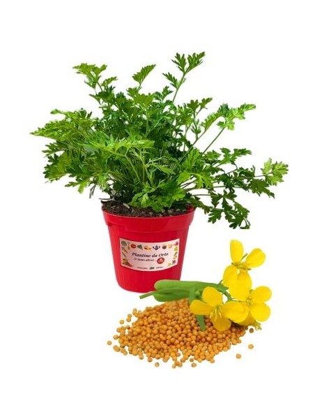 Senape Vaso diametro 14