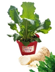 Rafano Cren Vaso diametro 14