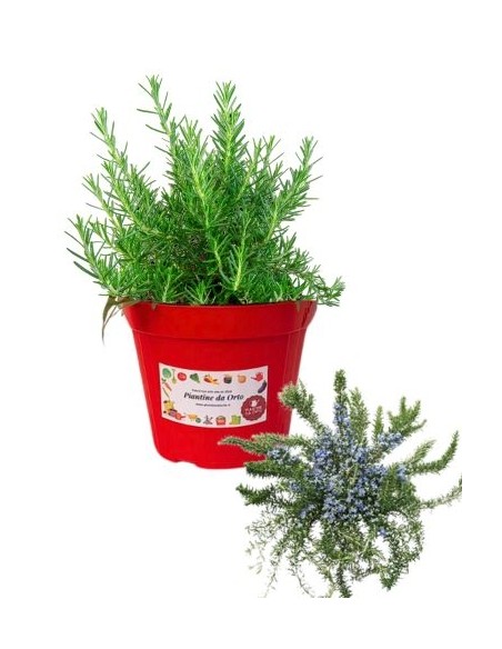 Rosmarino Prostrato Vaso diametro 14