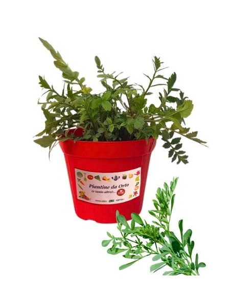 Ruta Vaso diametro 14