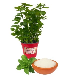 Zucker-Stevia-Glas, Durchmesser 14