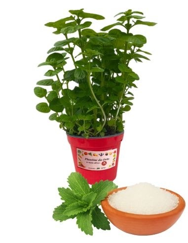 Zucker-Stevia-Glas, Durchmesser 14