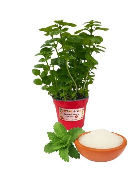 Stevia da Zucchero Vaso 14