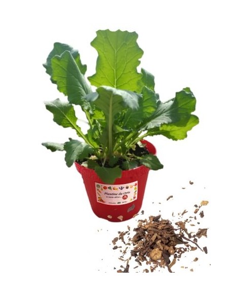 Tabacco Vaso diametro 14