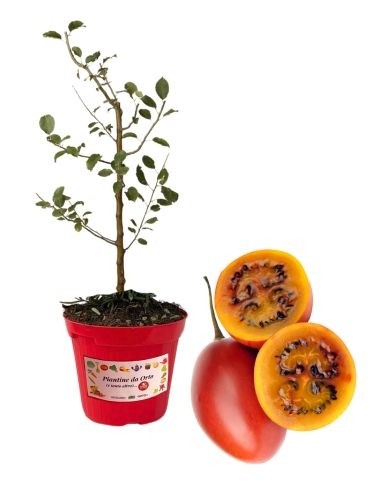 Tamarillo-Topf, Durchmesser 14