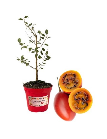 Tamarillo-Topf, Durchmesser 14