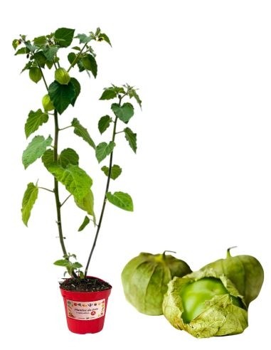 Tomatillo-Topf, Durchmesser 14