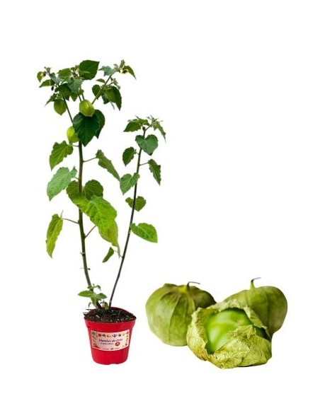 Tomatillo-Topf, Durchmesser 14