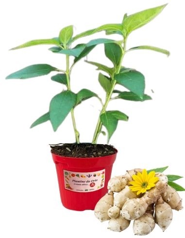 Topinambur, Topf mit 14 cm Durchmesser