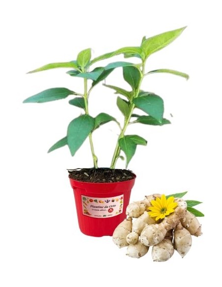 Topinambur, Topf mit 14 cm Durchmesser