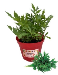 Valeriana Officinale Vaso diametro 14