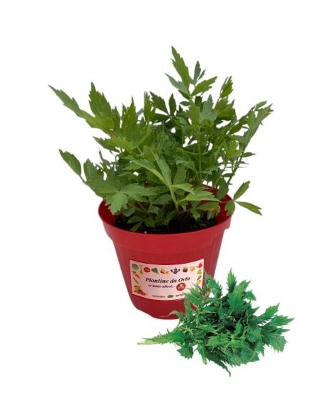 Valeriana Officinale Vaso diametro 14