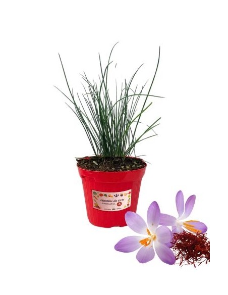 Zafferano Vaso diametro 14