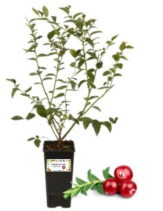 Cranberry-2-Liter-Glas