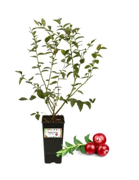 Mirtillo Rosso Vaso 2L