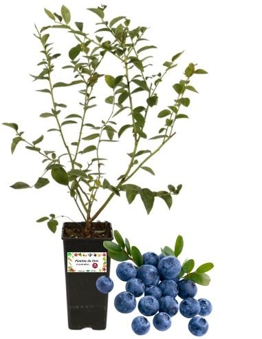 Sibirische Heidelbeeren, 2-Liter-Glas