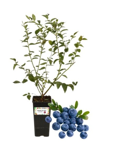 Sibirische Heidelbeeren, 2-Liter-Glas