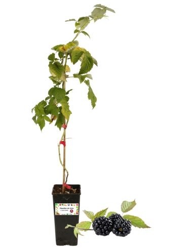 Immergrüne Riesenbrombeere, 2-Liter-Topf