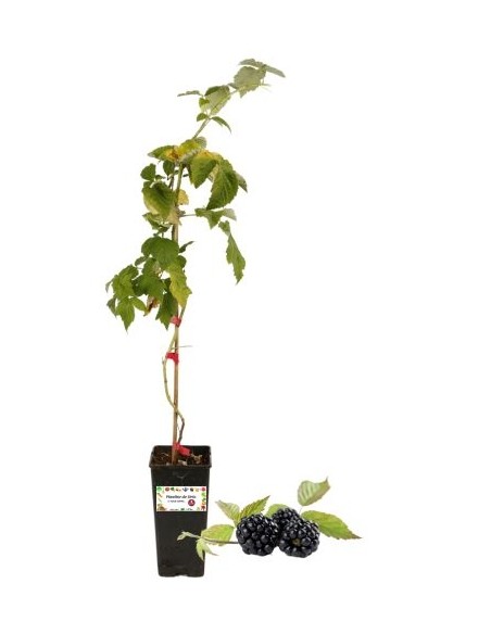 Immergrüne Riesenbrombeere, 2-Liter-Topf
