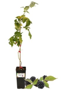 Frühe dornenlose Brombeere, 2-Liter-Glas