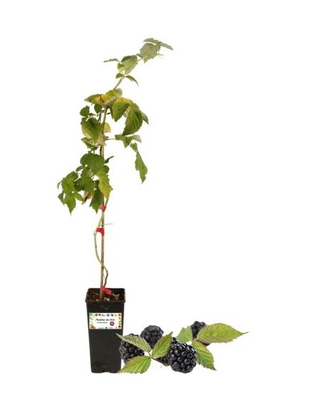 Frühe dornenlose Brombeere, 2-Liter-Glas