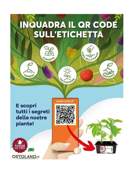 Mora Precoce Senza Spine Vaso 2L