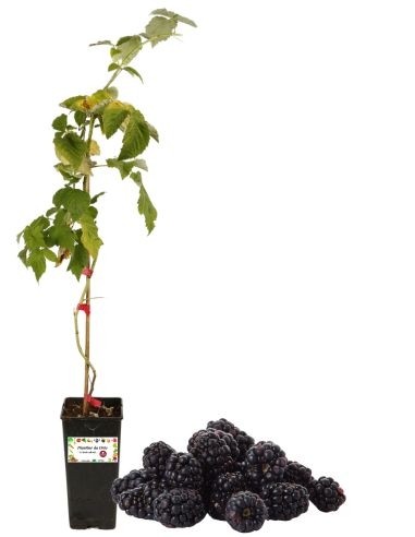 Dornenlose späte Brombeere, 2-Liter-Glas
