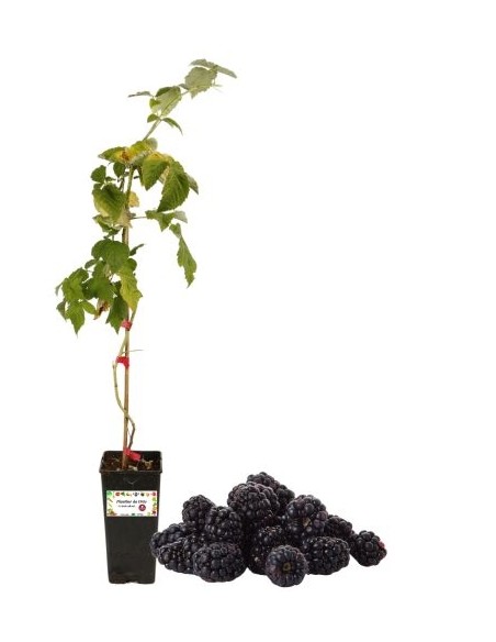Dornenlose späte Brombeere, 2-Liter-Glas