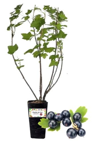 Schwarze Johannisbeere (2-Liter-Glas)