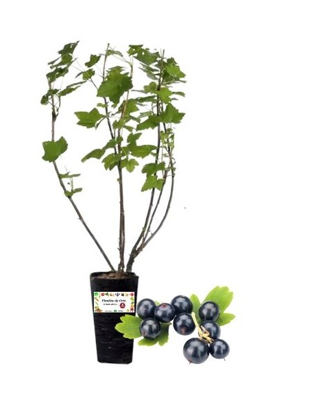 Ribes Nero Vaso 2L