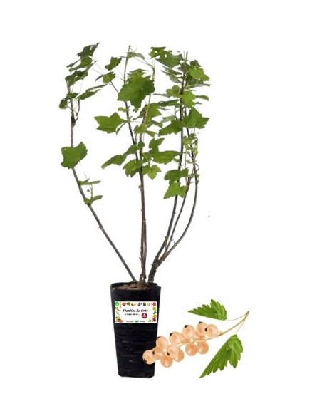 Ribes Bianco Vaso 2L