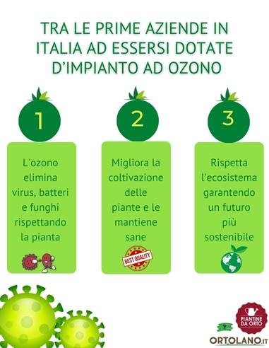 Ribes Bianco Vaso 2L