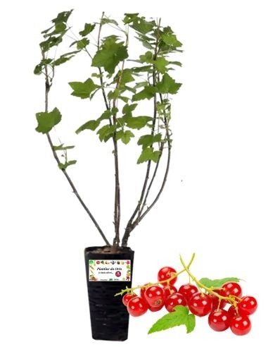 Rote Johannisbeere, 2-Liter-Glas
