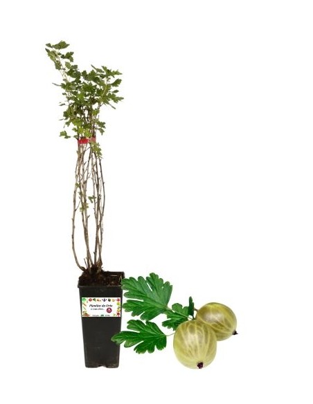 Uva Spina Bianca Vaso 2L