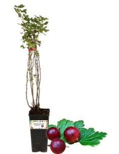 Uva Spina Rossa Vaso 2L