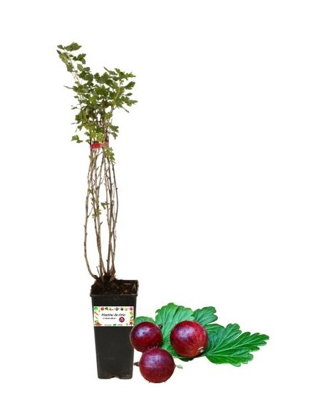 Uva Spina Rossa Vaso 2L