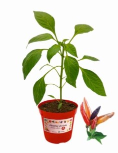 Peperoncino Maya Vaso diametro 14